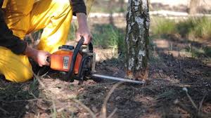 Professional Tree Services in Shiremanstown, PA