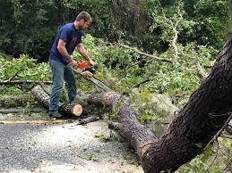 Best Tree Maintenance Programs  in Shiremanstown, PA