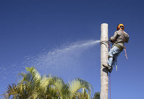 Best Leaf Removal  in Shiremanstown, PA